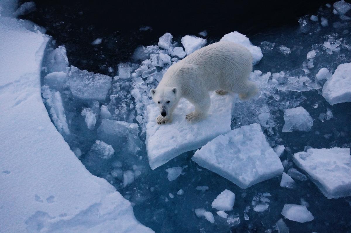 An ice bear on ice flakes
